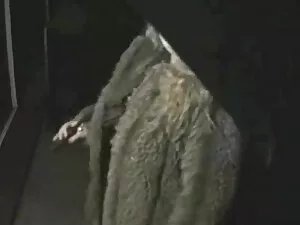 Gajos latinos Sexy f ...